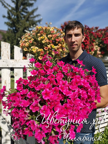 Петуния Fanfare Hot Rose