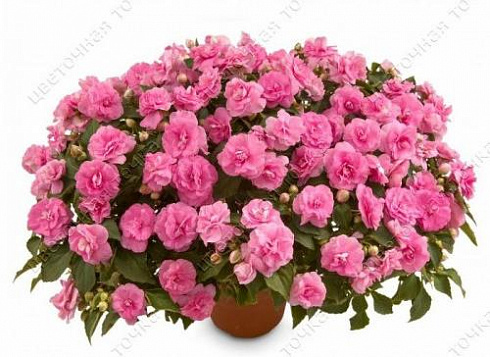 Бальзамин Уоллера Musica Pink Aroma