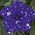 Петуния StarTunia Blue