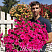Петуния Fanfare Hot Rose