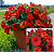 Петхоа Beautical Red Maple