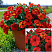 Петхоа Beautical Red Maple