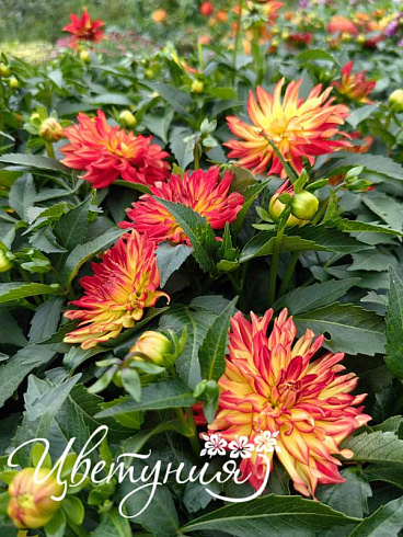 Георгина Hypnotica Yellow Bicolor