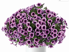 Петуния CASCADIAS Purple Ice (13шт.) АПРЕЛЬ