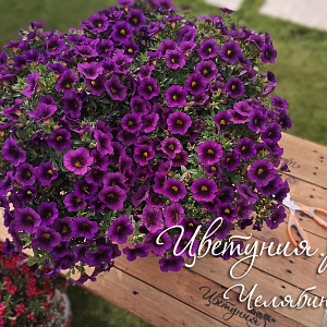 Калибрахоа Hula Amethyst