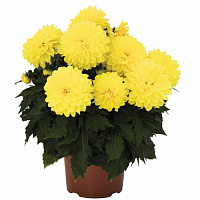 Георгина Hypnotica Yellow