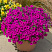 Петуния Bubbles Purple (Mini Vista)