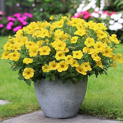 Chameletunia® Yellow (Petchoa BeautiCal)