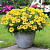 Chameletunia® Yellow (Petchoa BeautiCal)