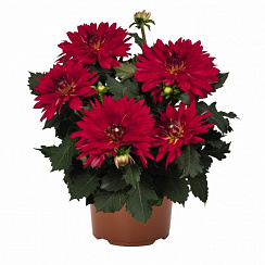 Георгина XXL Ruby Red
