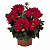 Георгина XXL Ruby Red