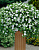 Калибрахоа Million Bells Trailing Ice