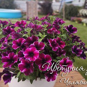 Петуния Crazytunia Ultra Violet