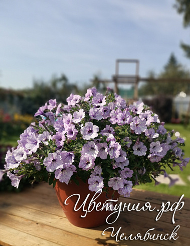 Петуния Lavander Sky
