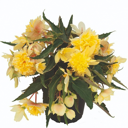 Бегония BELLECONIA Citrus (13шт.) МАРТ
