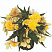 Бегония BELLECONIA Citrus (13шт.) МАРТ