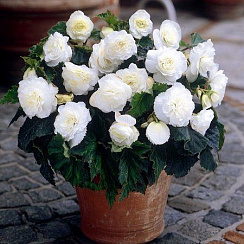 Бегония Begonia NONSTOP® WHITE