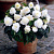 Бегония Begonia NONSTOP® WHITE