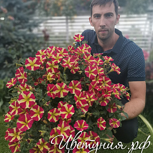 Петуния Amore Queen of Hearts
