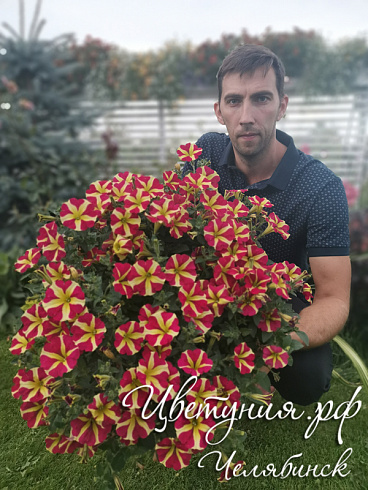 Петуния Amore Queen of Hearts Отличительная черта всей серии Аморе - контрастный рисунок цветка в форме сердца. Отличается двухцветной ярко розово-желтой раскраской цветов(розовое сердце на желтом фоне) диаметром до 5 сантиметров.