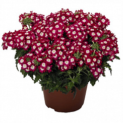 Вербена Empress Flair Dark Red Charme