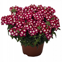 Вербена Empress Flair Dark Red Charme