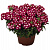 Вербена Empress Flair Dark Red Charme