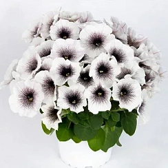 Петуния Crazytunia Black & White (13шт.) АПРЕЛЬ