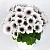 Петуния Crazytunia Black & White (13шт.) АПРЕЛЬ