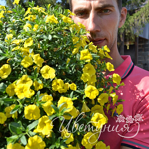 Calibrachoa Noa Lemoncello