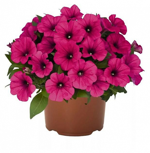 Петуния Potunia Neon (13шт.) МАРТ