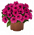 Петуния Potunia Neon (13шт.) МАРТ