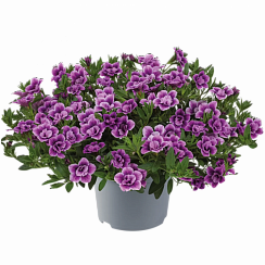 Калибрахоа Cabaret Special Double Purple Bicolour
