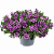Калибрахоа Cabaret Special Double Purple Bicolour