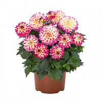 Георгина Hypnotica® Tropical Breeze