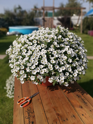 Петуния Surfinia Table White