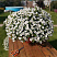 Петуния Surfinia Table White