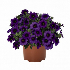Калибрахоа Bloomtastic Purple