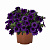 Калибрахоа Bloomtastic Purple