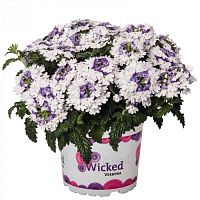 Вербена Wicked Purple