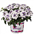Вербена Wicked Purple