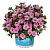 Калибрахоа Aloha Double Soft Pink Confetti Garden