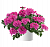 Вербена Vanessa Compact Deep Pink