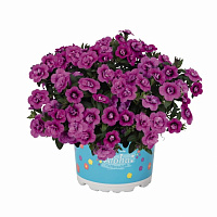 Калибрахоа Aloha Double Dark Pink 2024