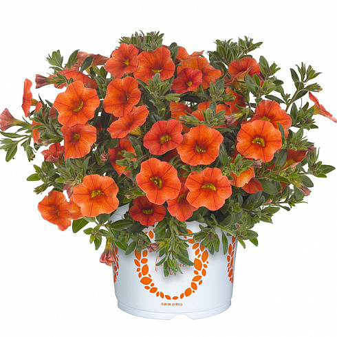 Калибрахоа Aloha Kona Orange