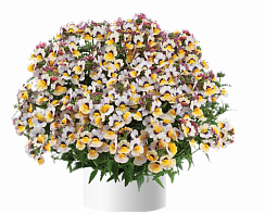 Немезия Compact Bananaberry (13 шт.) МАРТ