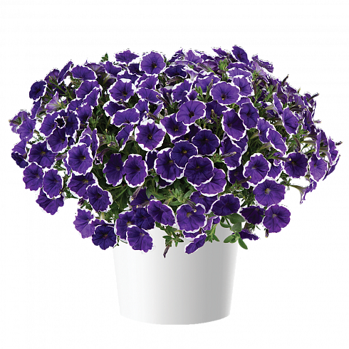 Петуния CASCADIAS™ RIM VIOLET IMPROVED