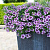 Вербена Lanai Twister Blue
