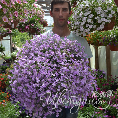 Лобелия Hybriden Suntropics Lavender (13 шт.) март