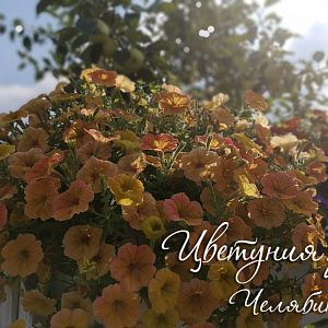 Петуния Cascadias Indian Summer